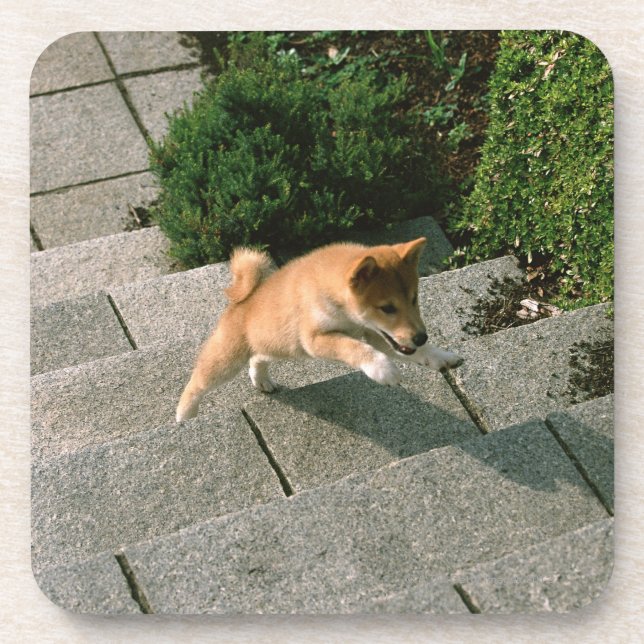 Porta-copo Shiba minúsculo japonês 3 (Frente)