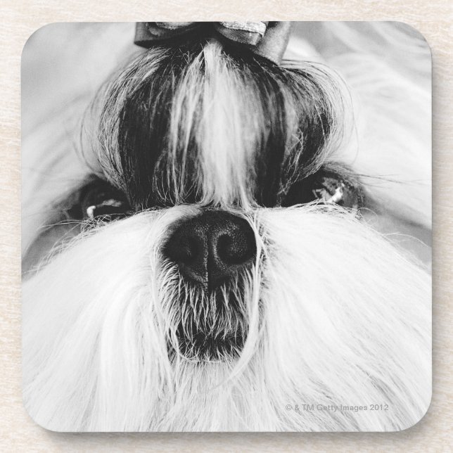 Porta-copo Shih Tzu (Frente)