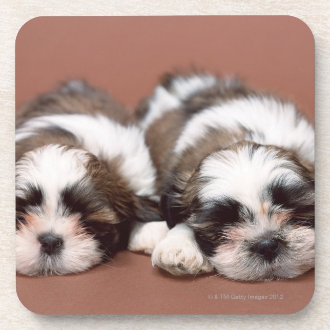 Porta-copo Shih Tzu (Frente)