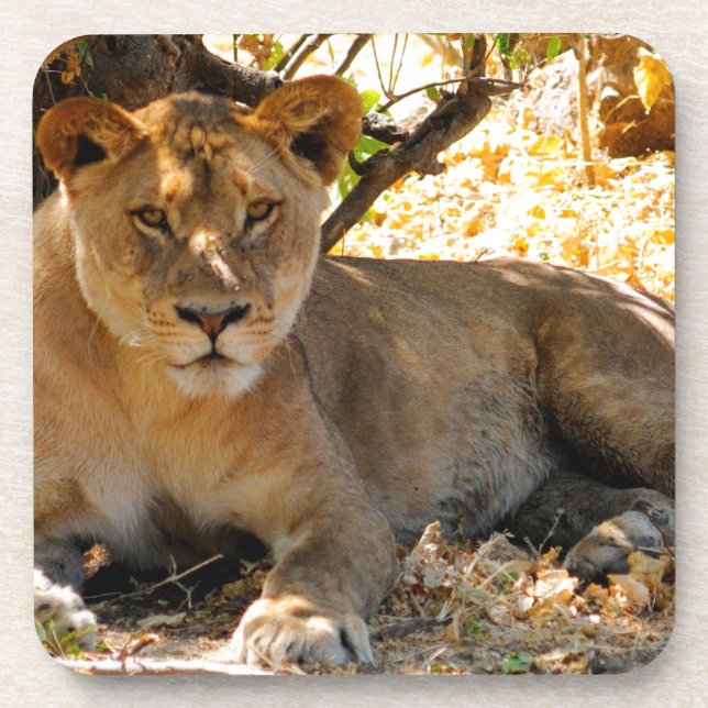 Porta-copo Siesta Time (Frente)