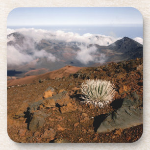 Porta-copo Silversword no cume da cratera Haleakala a partir