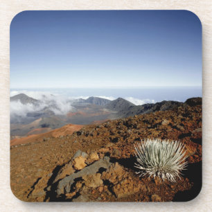 Porta-copo Silversword no cume da cratera Haleakala de perto