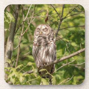 Porta-copo Sleepy Barred Owl