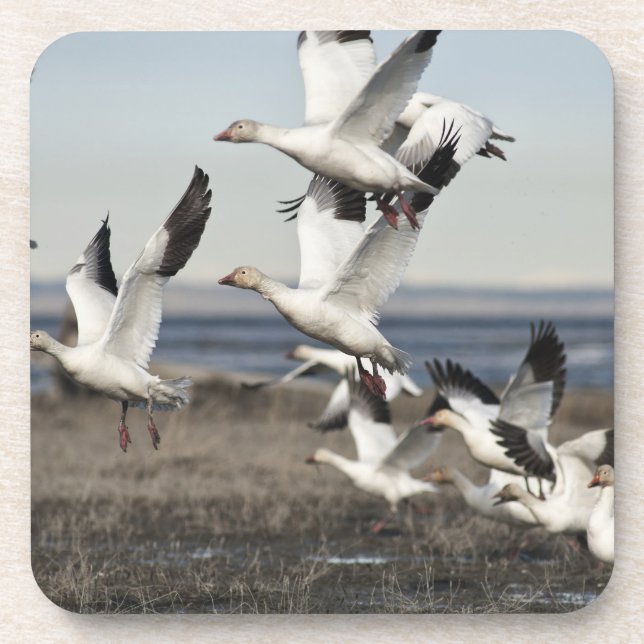 Porta-copo Snow Geese Voadora (Frente)
