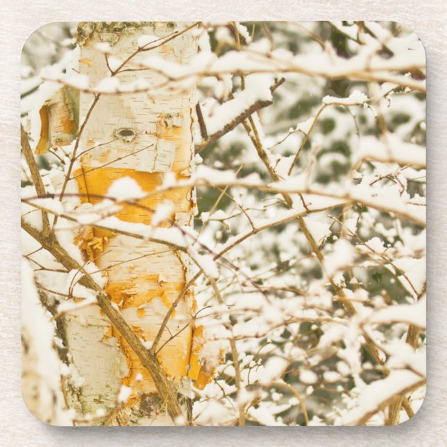 Porta-copo Snowy Birch (Frente)
