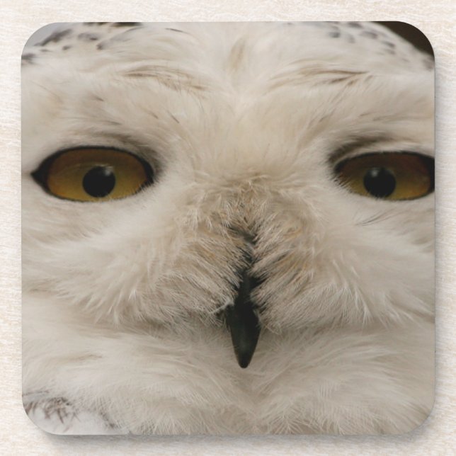 Porta-copo Snowy Owl (Frente)
