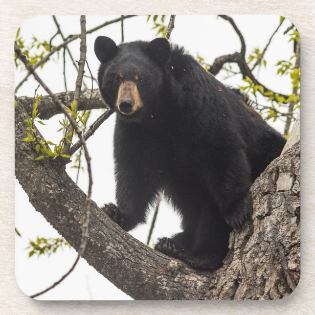 Porta-copo Sobe Urso Negro (Frente)