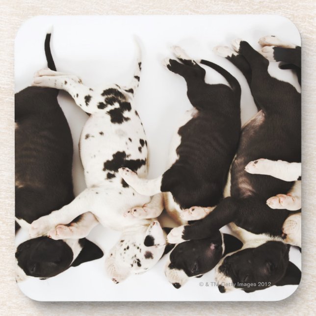 Porta-copo Sono de cinco filhotes de cachorro de great dane (Frente)