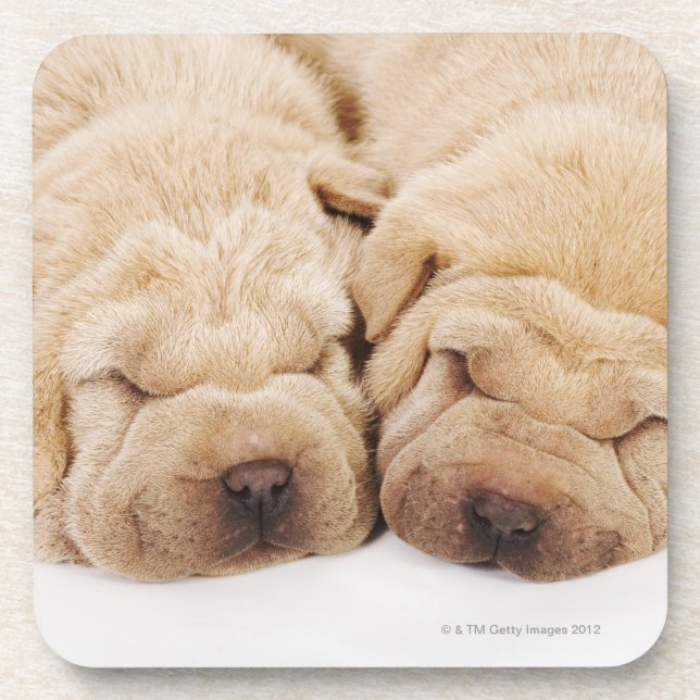 Porta-copo Sono de dois filhotes de cachorro de Shar Pei (Frente)