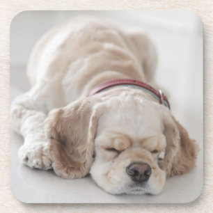 Porta-copo Sono do cão de cocker spaniel