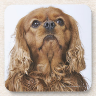 Porta-copo Spaniel de rei Charles descuidado que olha acima