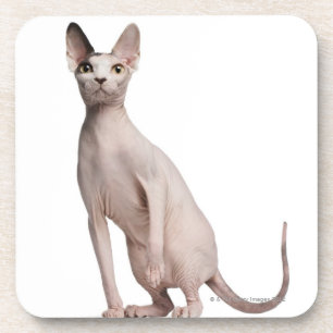 Porta-copo Sphynx (13 meses velho)