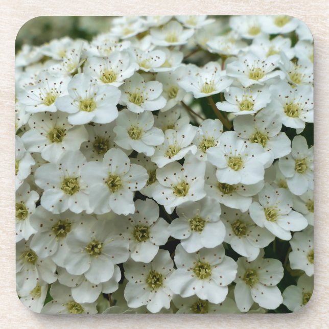 Porta-copo Spirea Arguta (Frente)