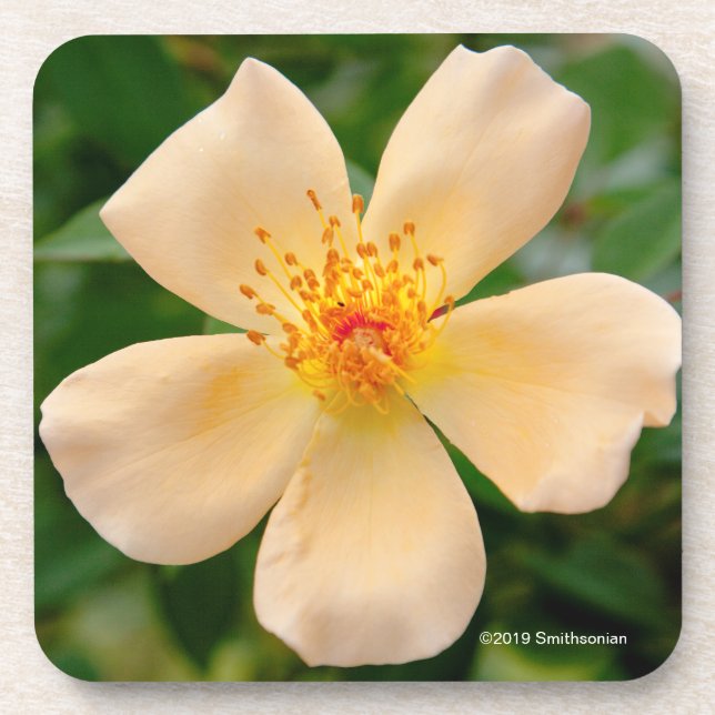 Porta-copo Sra. Oakley Fisher Aumentação (Frente)