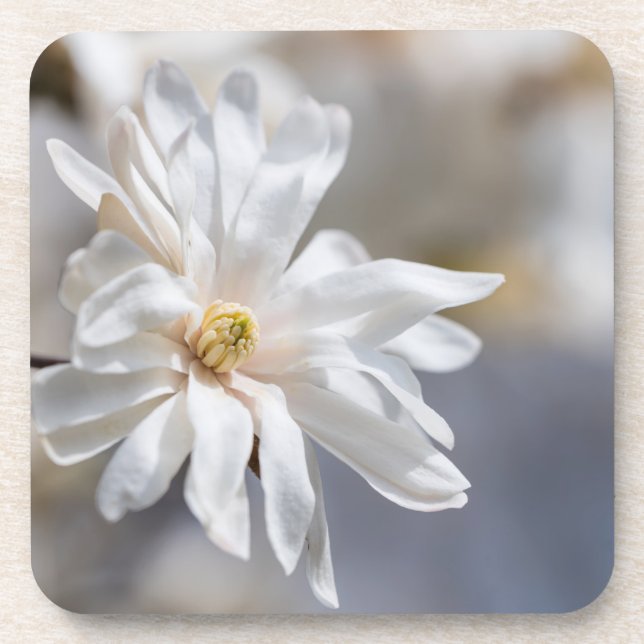 Porta-copo Star Magnolia Bloom (Frente)