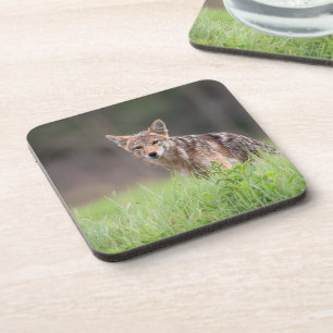 Porta-copo Staring Brown Coyote, em um campo