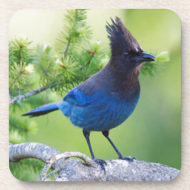 Porta-copo Steller's Jay (Frente)