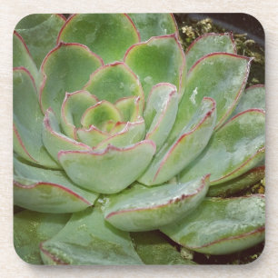 Porta-copo Suculenta, Galinha e Pintinhos