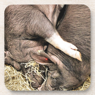 PORTA-COPO SUÍNOS CUTÂNEOS