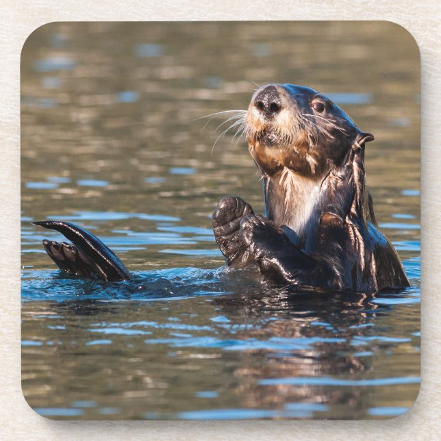 Porta-copo Sunny Sea Otter (Frente)