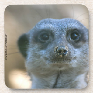 Porta-copo Suricata engraçada