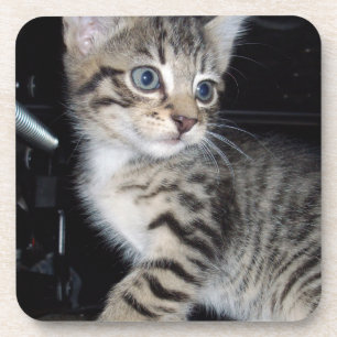 Porta-copo "Sussurros de Problemas: o Misquioso Tabby Kitten