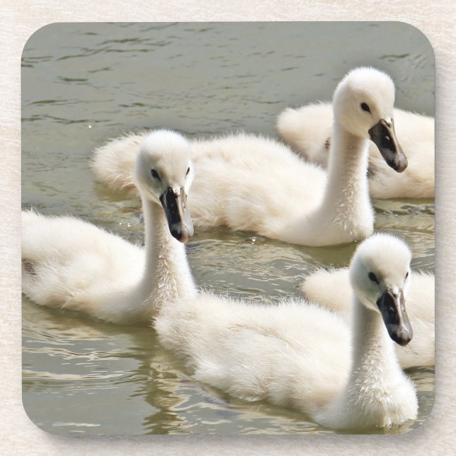 Porta-copo Swan Cygnets Nadando (Frente)