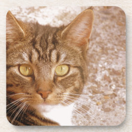 Porta-copo Tabby Cat