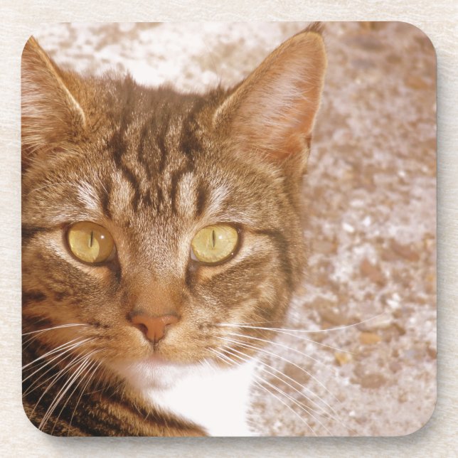 Porta-copo Tabby Cat (Frente)
