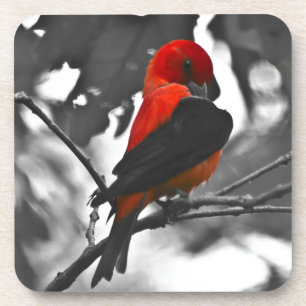 Porta-copo Tanager-scarlet masculino
