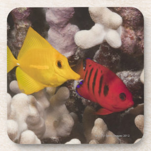 Porta-copo Tang amarelo