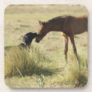 Porta-copo Tarifa, Cadiz, a Andaluzia, espanha 2