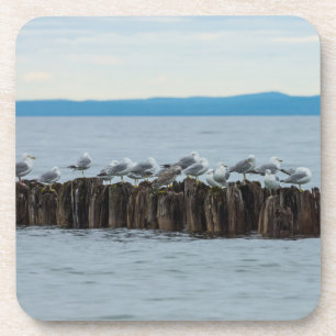 Porta-copo Tempo de interrupção de gaivota