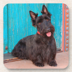 Porta-copo Terrier Escocês sentado ao lado de uma porta color