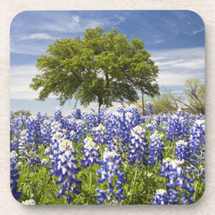 Porta-copo Texas bluebonnets(lupinus texensis) e carvalho