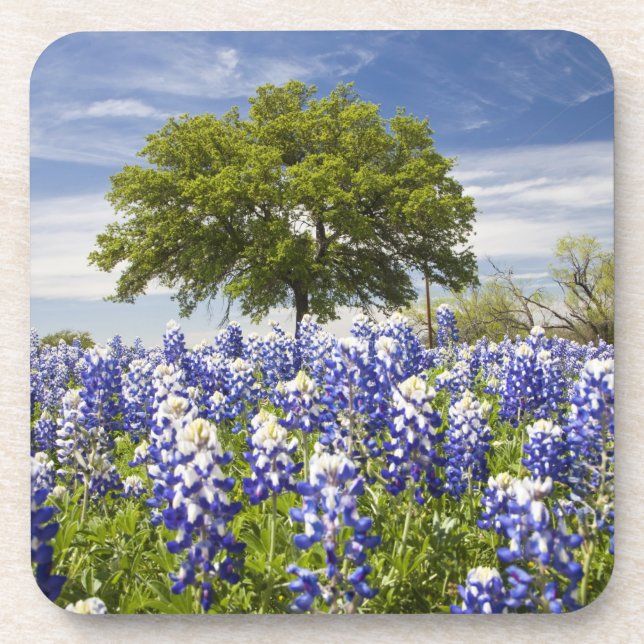 Porta-copo Texas bluebonnets(lupinus texensis) e carvalho (Frente)