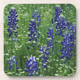 Porta-copo Texas, Lago Buchanan. Texas Bluebonnet e Selvagem