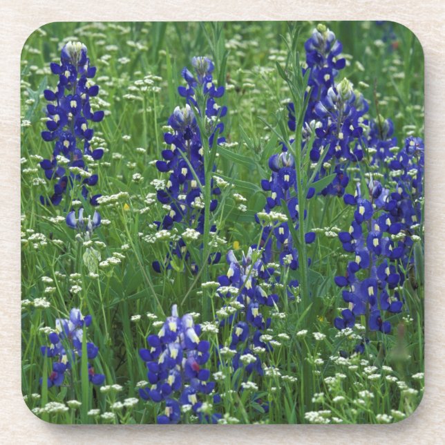 Porta-copo Texas, Lago Buchanan. Texas Bluebonnet e Selvagem (Frente)
