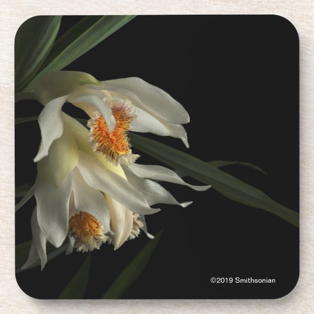 Porta-copo Thunia Marshalliana (Frente)