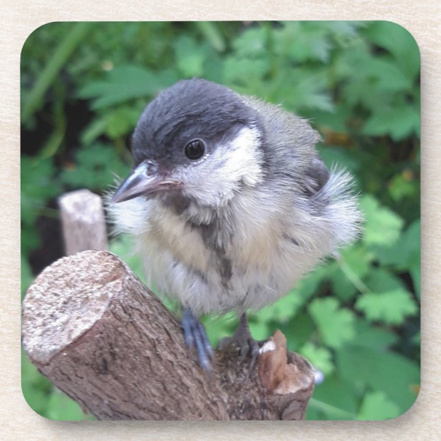 Porta-copo Tidi, meu Pássaro, o Parus Major (Frente)