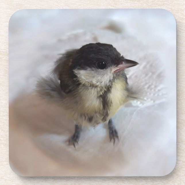 Porta-copo Tidi, meu Pássaro, o Parus Major (Frente)