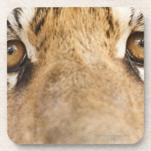 Porta-copo Tigre