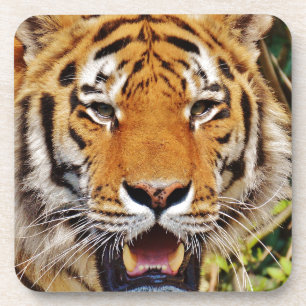 Porta-copo Tigre