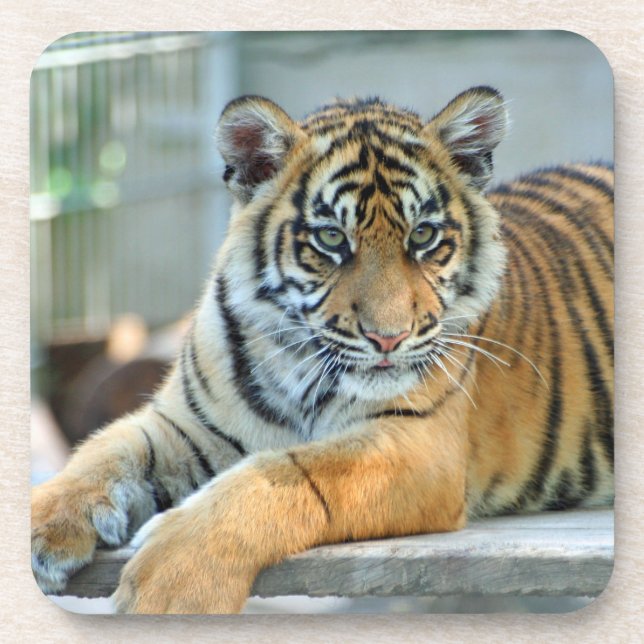 Porta-copo Tigre 034 (Frente)