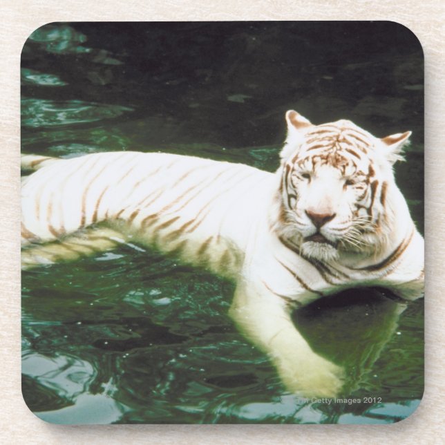 Porta-copo Tigre branco que nada pacificamente (Frente)
