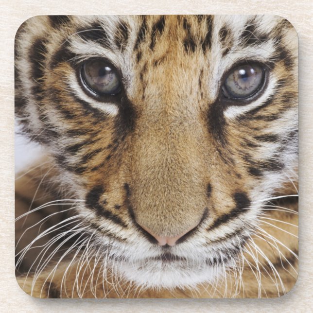 Porta-copo Tigre Cub (Frente)