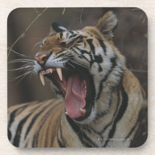 Porta-copo Tigre Cub que boceja