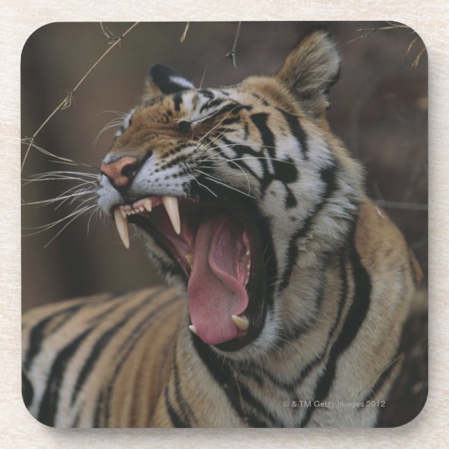 Porta-copo Tigre Cub que boceja (Frente)