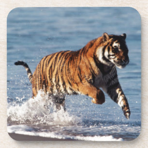 Porta-copo Tigre-de-bengala (Panthera Tigris)