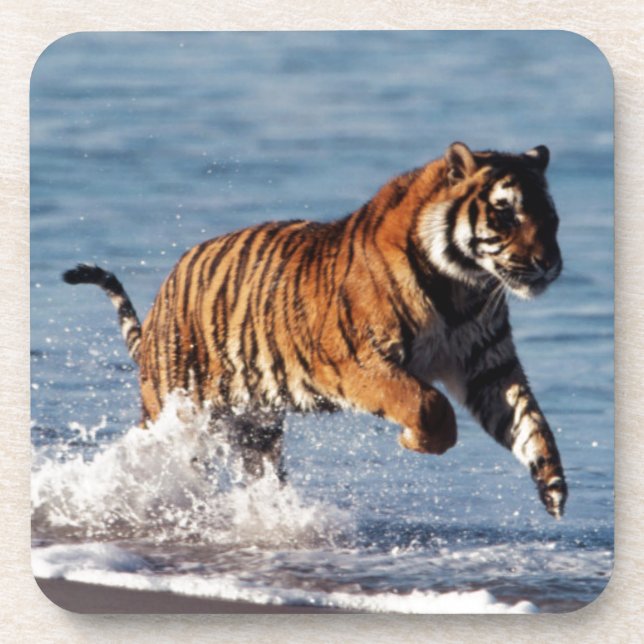 Porta-copo Tigre-de-bengala (Panthera Tigris) (Frente)